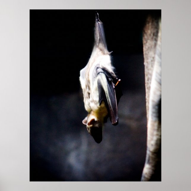 Póster Hanging out (Frente)