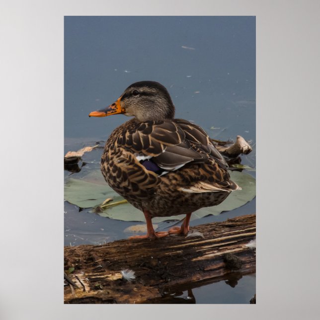 Póster Hanging Out (Frente)