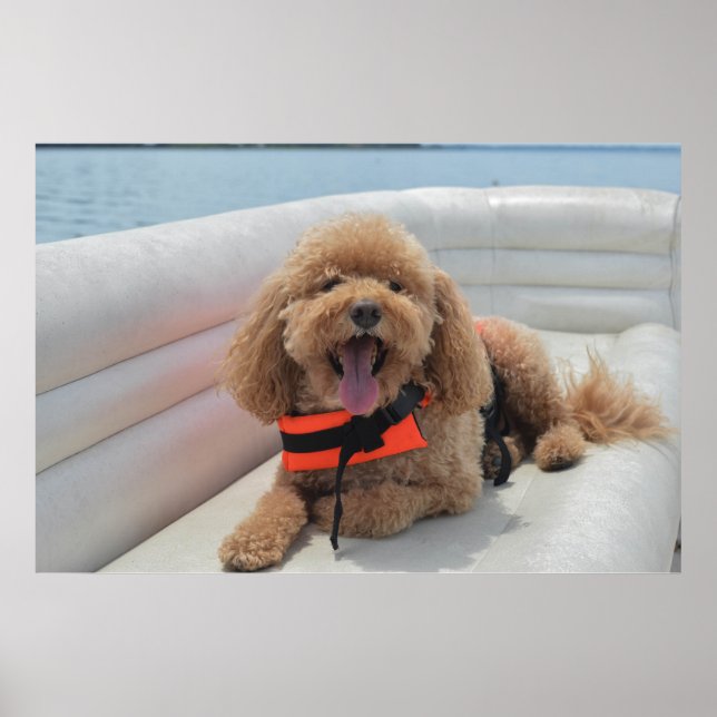 Póster Happy Cockapoo Dog On Pontoon Boat Smiles (Frente)
