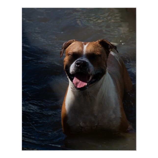 Póster Happy Dog Swimming (Anverso)
