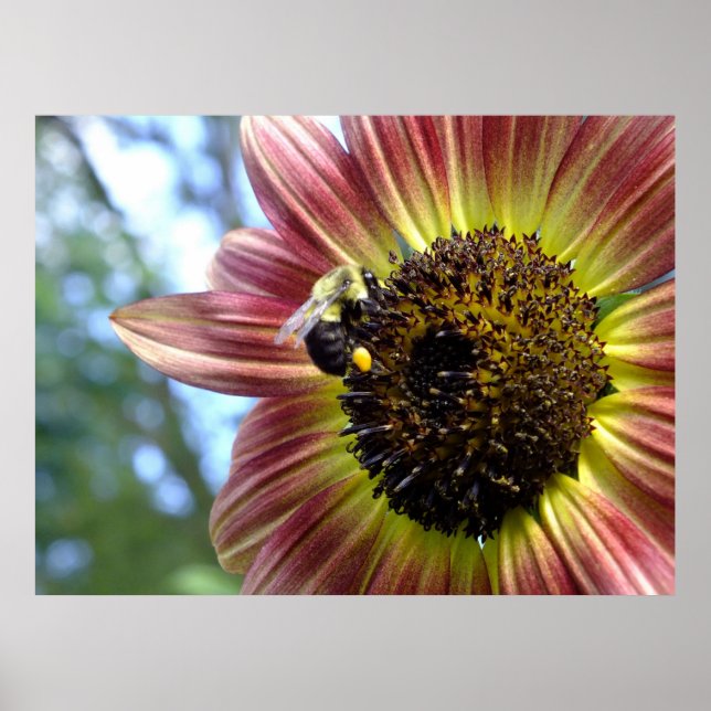 Póster Happy Red Sunflower N Bee Poster (Frente)