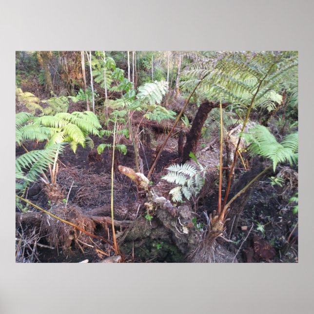 PÓSTER HAPUU FERN FRONDS HAWAII (Frente)