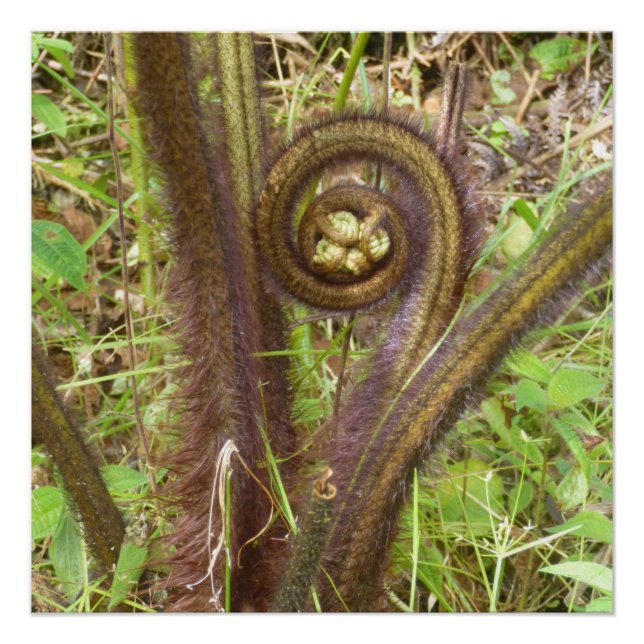 PÓSTER HAPUU FERN PULU (Anverso)