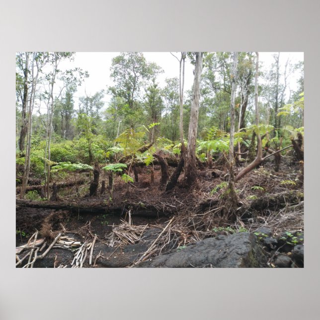 PÓSTER HAPUU FERNS BIG ISLAND HAWAII (Frente)