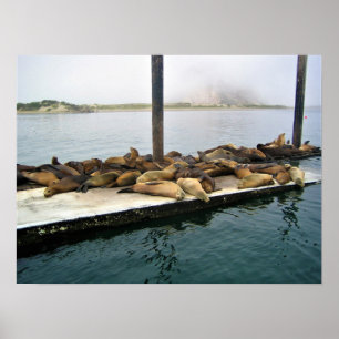 Póster Harbour Seals, Morro Bay, California