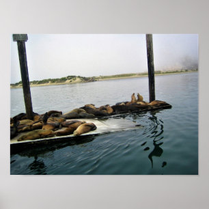 Póster Harbour Seals, Morro Bay, California