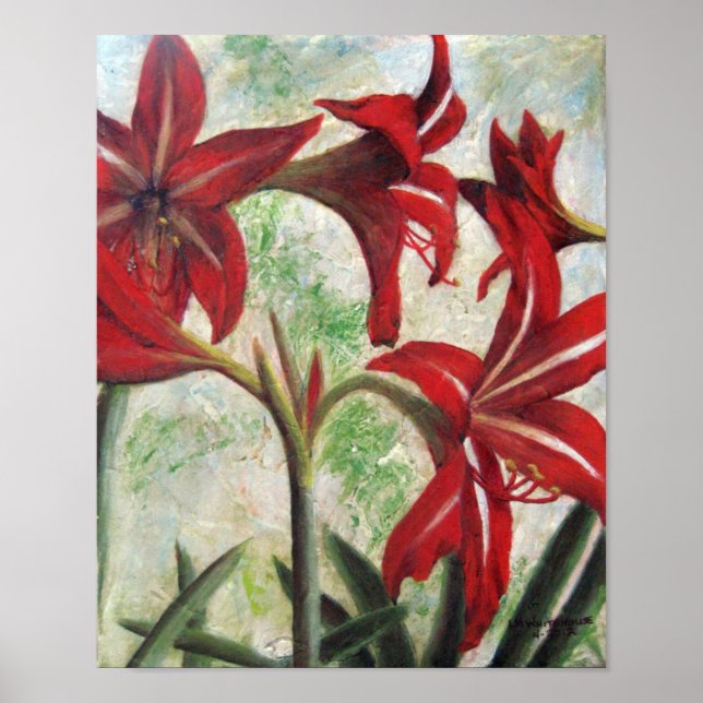 Póster Hardy Amaryllis (Frente)