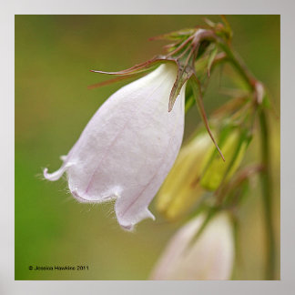 Póster Harebell blanco