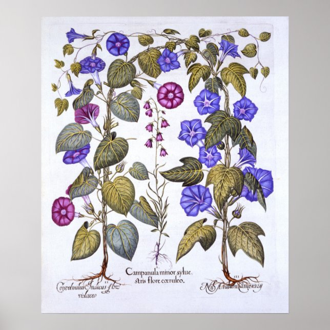 Póster Harebell y Convovulus (Frente)