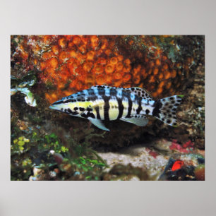 Póster Harlequin Bass