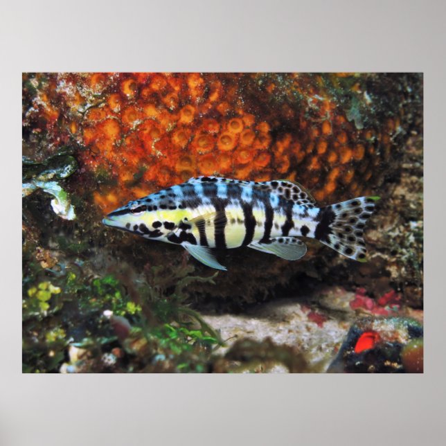 Póster Harlequin Bass (Frente)