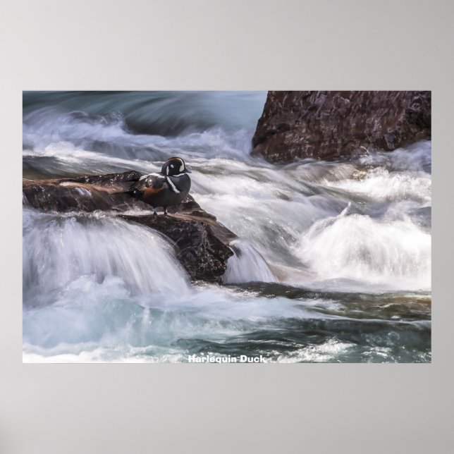 Póster Harlequin Duck (Frente)