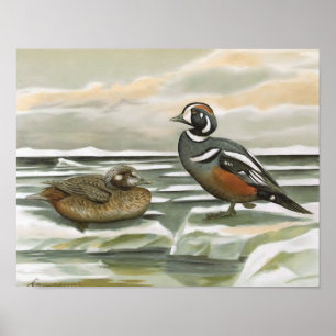 Póster Harlequin Duck