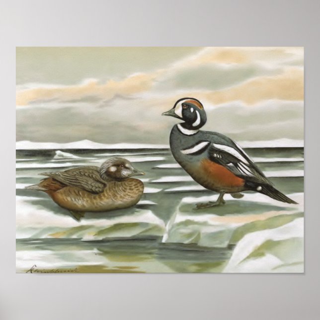 Póster Harlequin Duck (Frente)