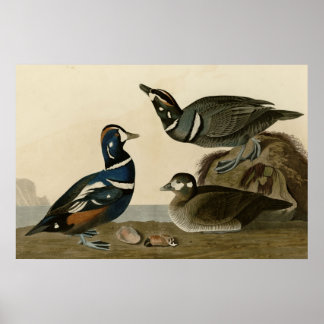 Póster Harlequin Duck