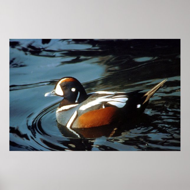 Póster Harlequin Duck (Frente)