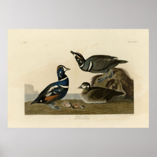 Póster Harlequin Duck - de los pájaros estadounidenses de