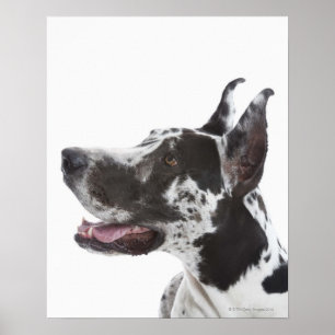 Póster Harlequin Great Dane