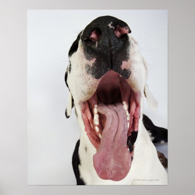 Póster Harlequin Great Dane con boca abierta, de cerca, (Frente)