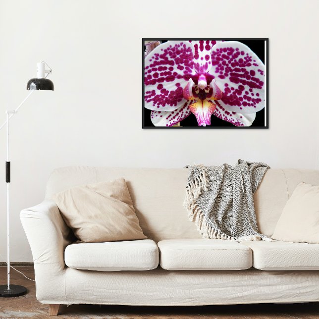Póster Harlequin Moth Orchid Photo Glossy (In Situ)