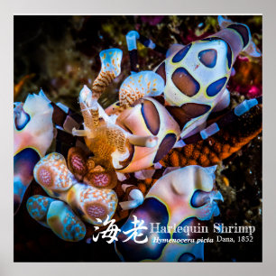 Póster Harlequin Shrimp, Hymenocera picta,