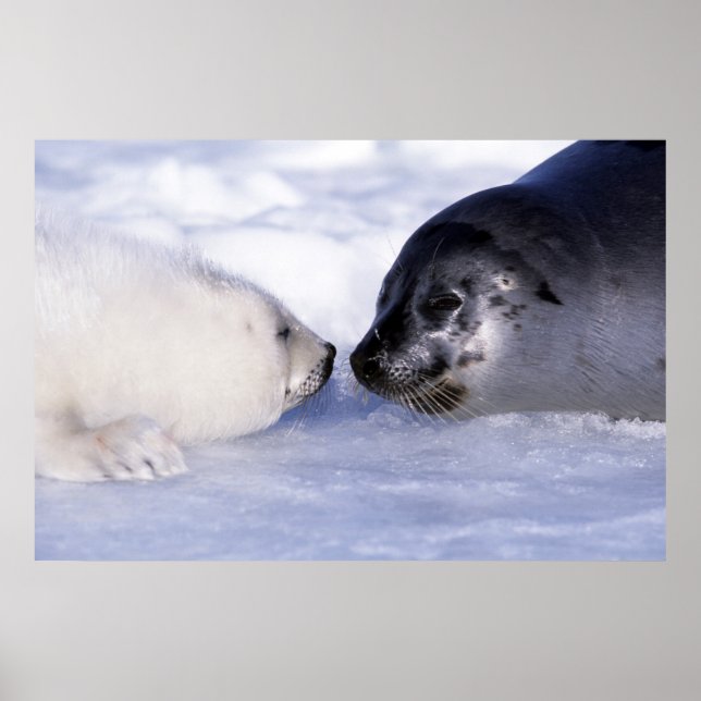 Póster Harp Seal Mother con pup (Frente)