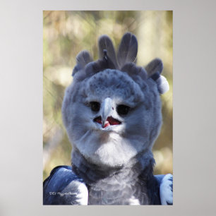 Póster Harpy Eagle