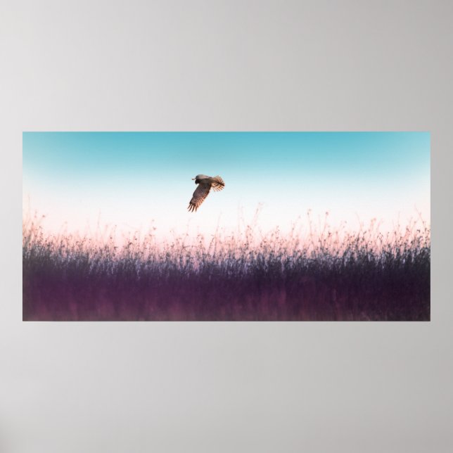 Póster Harrier Hawk (Frente)