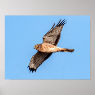Póster Harrier septentrional en vuelo