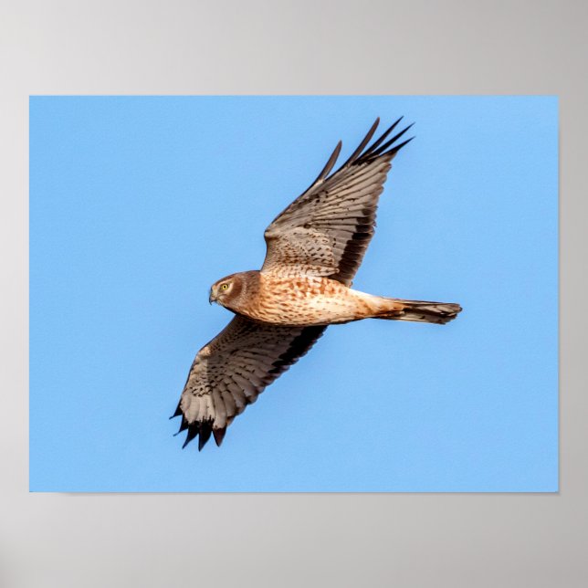 Póster Harrier septentrional en vuelo (Frente)