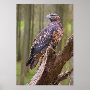 Póster harris hawk