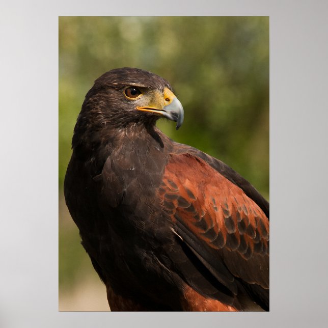 Póster Harris Hawk (Frente)