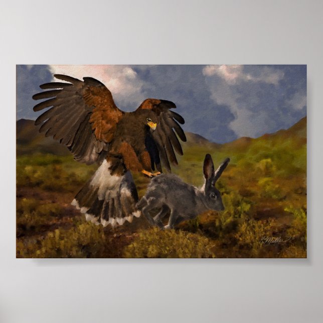 Póster Harris Hawk and Jackrabbit (Frente)