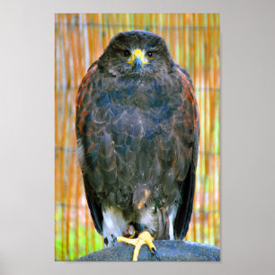 Póster Harris Hawk Bird Of Prey