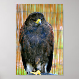 Póster Harris Hawk Bird Of Prey