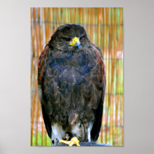 Póster Harris Hawk Bird Of Prey