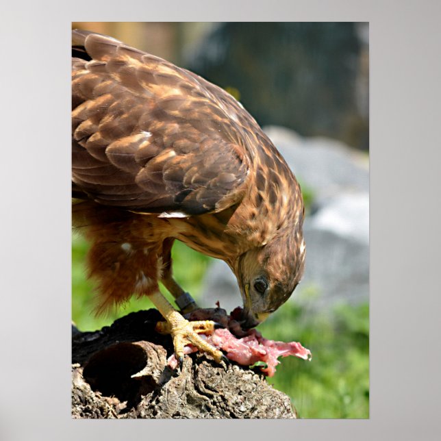 Póster Harris Hawk comiendo carne Postcard Square Pegatin (Frente)