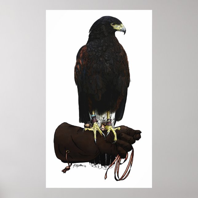 Póster Harris Hawk sobre Glove (Frente)