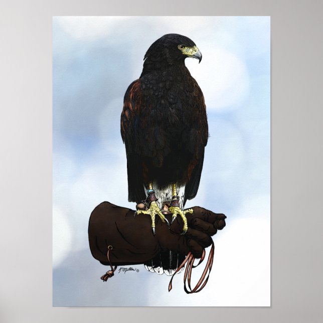 Póster Harris Hawk sobre Glove (Frente)
