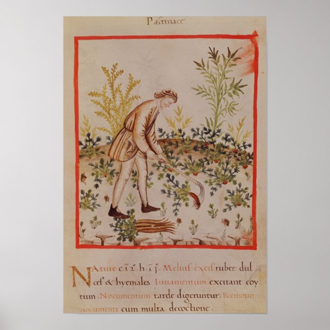 Póster Harvesting Parsnips from 'Tacuinum Sanitatis' (Frente)