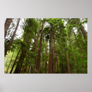 Póster Hasta Redwoods I en el Monumento Nacional Muir Woo