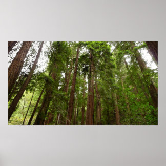 Póster Hasta Redwoods I en el Monumento Nacional Muir Woo
