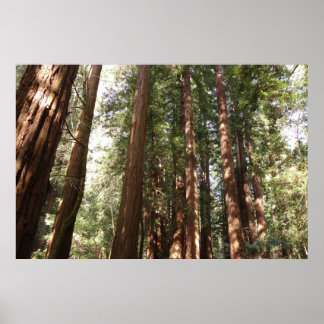 Póster Hasta Redwoods II en el Monumento Nacional Muir Wo