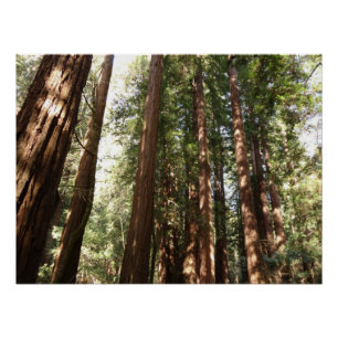 Póster Hasta Redwoods II en el Monumento Nacional Muir Wo