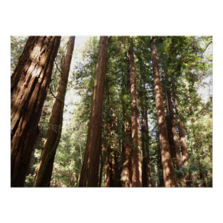 Póster Hasta Redwoods II en el Monumento Nacional Muir Wo