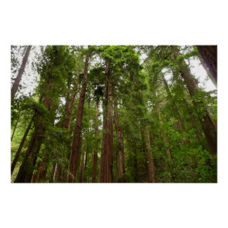 Póster Hasta secuoyas en el Monumento Nacional Muir Woods