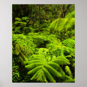Póster Hawái, Isla Grande, exuberante vegetación tropical