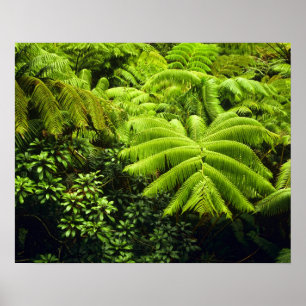 Póster Hawái, Isla Grande, Exuberante vegetación tropical