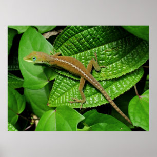 Póster Hawaiano Chameleon