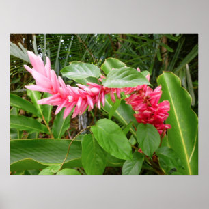 Póster Hawaii Ginger